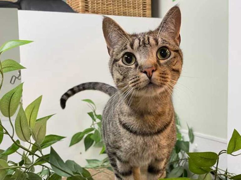 Boarding West Bridgewater, MA The Secret Garden Pet Resort