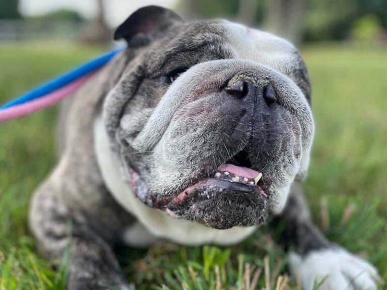 Boarding West Bridgewater, MA The Secret Garden Pet Resort
